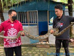 Geger! Ular Phyton Sepanjang 4 Meter Mangsa Burung Dara Milik Warga