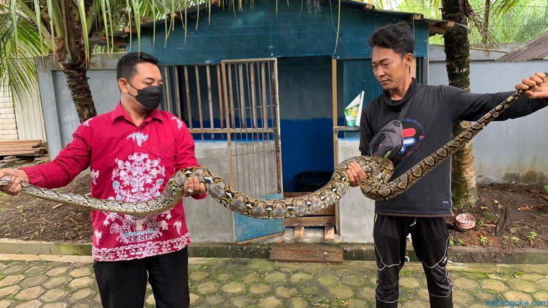 ular phyton