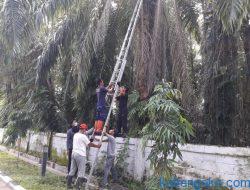 Call 112 Tindaklanjuti Laporan Pohon Rawan Tumbang
