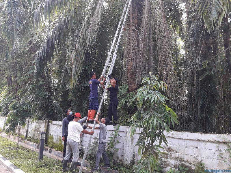 pohon