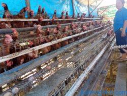 Monitoring dan Evaluasi Ternak Ayam Petelur