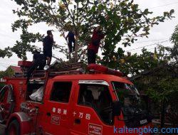 Warga Laporkan Pohon Rawan Tumbang ke Call 112