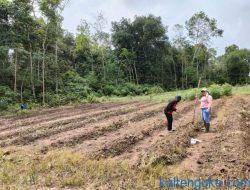 Pemdes Bagok Manfaatkan Lahan Kosong dengan Menanam Jagung dan Kedelai