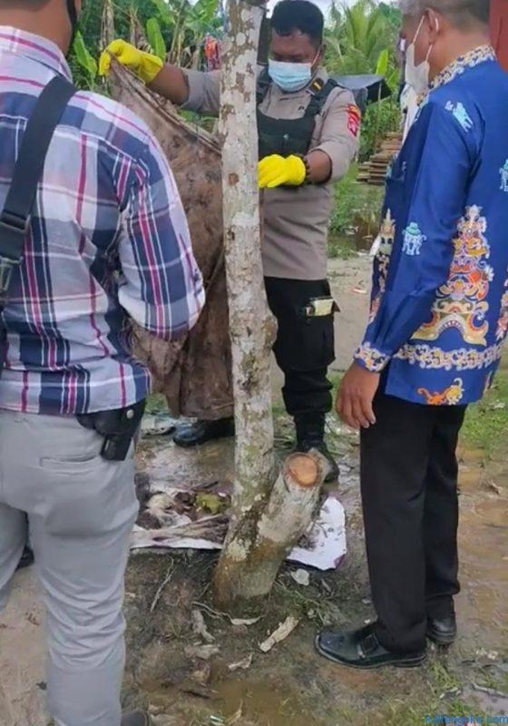 tulang