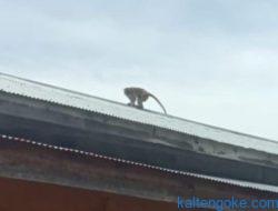Gigit 6 Korban Monyet Liar Belum Tertangkap, BKSDA: Jangan Beri Makan Satwa Liar