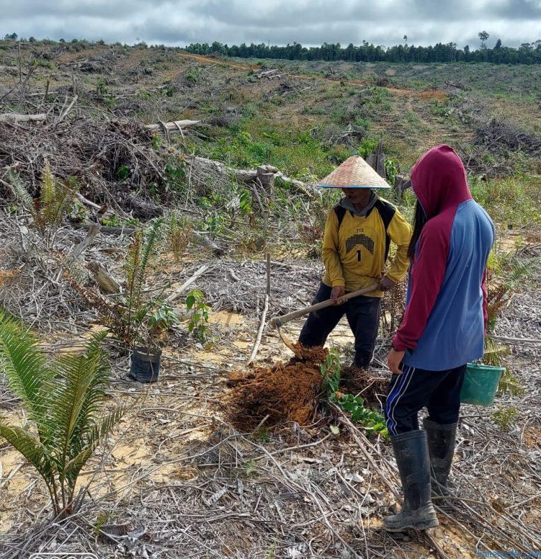 bibit sengon dan durian unggul