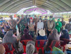 Panen Padi Hibrida di Demplot Percontohan Mulya Sari Capai 7 Ton