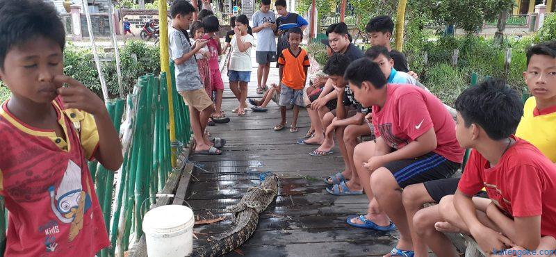 anak buaya