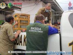 Penyelundupan Ratusan Ekor Burung dari Kalteng Digagalkan