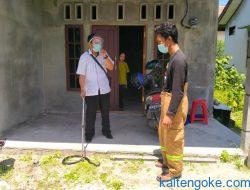 Ngeri! Ular Kobra Sepanjang 2,5 Meter Masuk Rumah Warga