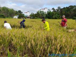 Hasil Ubinan Padi Varietas Inpari 30 di Bartim Sangat Tinggi