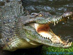 Buaya Muara Mangsa Pemuda Sebangau