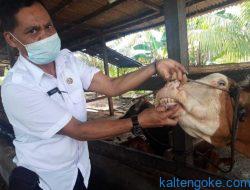 Imbas Penyakit PMK, Harga Daging Sapi Naik