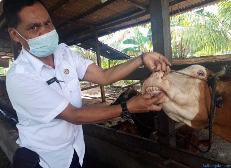 daging sapi
