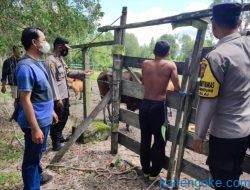 Waspada Penyakit PMK Pada Ternak Sapi Polisi Pantau Peternakan