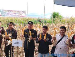 Bupati Panen Jagung Hibrida Milik Kelompok Tani Desa Pilang Munduk