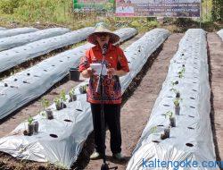 Upaya Tangani Inflasi Melalui Penanaman Cabe