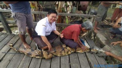 buaya
