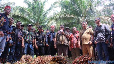 kebun sawit