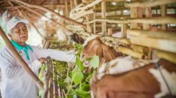 Meningkat Pesat, Produksi Ternak Kambing Binaan PLN Berkontribusi Penuhi Kebutuhan Daging Lokal