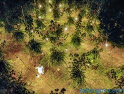 Panen Berkali-kali, Program Elecricfying Agriculture PLN Untungkan Petani Buah Naga