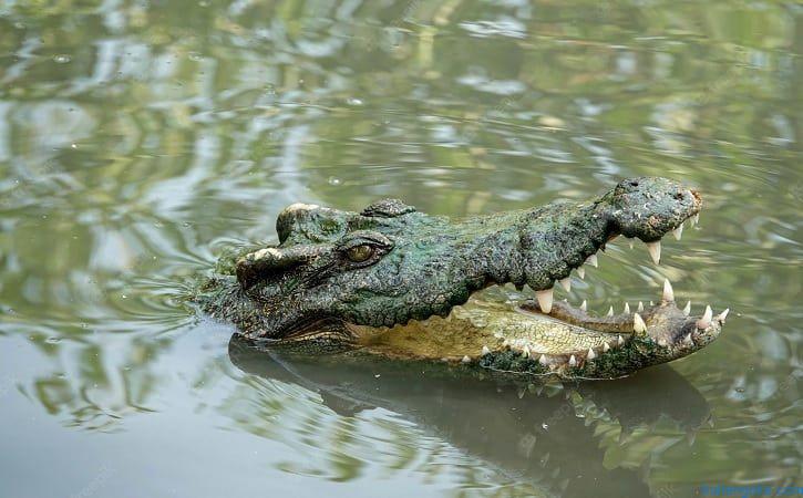 buaya