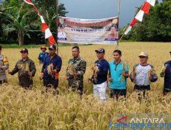 Panen Padi Masa Tanam Okmar