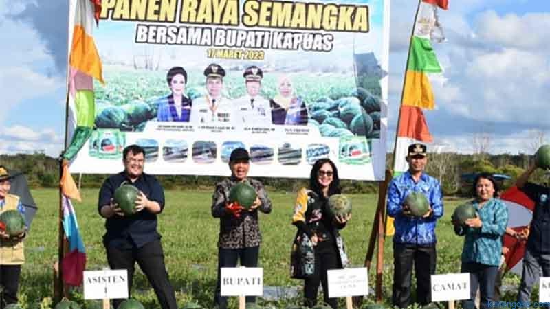 Bupati Panen Semangka di Desa Manyahi