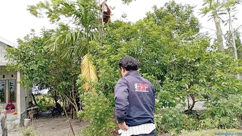 Orangutan Masuk Permukiman Warga