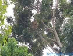 Ancam Keselamatan Sarang Tawon Dibakar