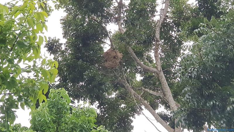 Ancam Keselamatan Sarang Tawon Dibakar