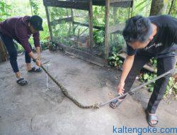 “Tamu” Tak Diundang Mangsa Burung Dara