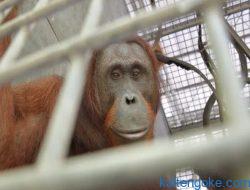 Orangutan Dilepasliarkan di TN Bukit Baka Bukit Raya