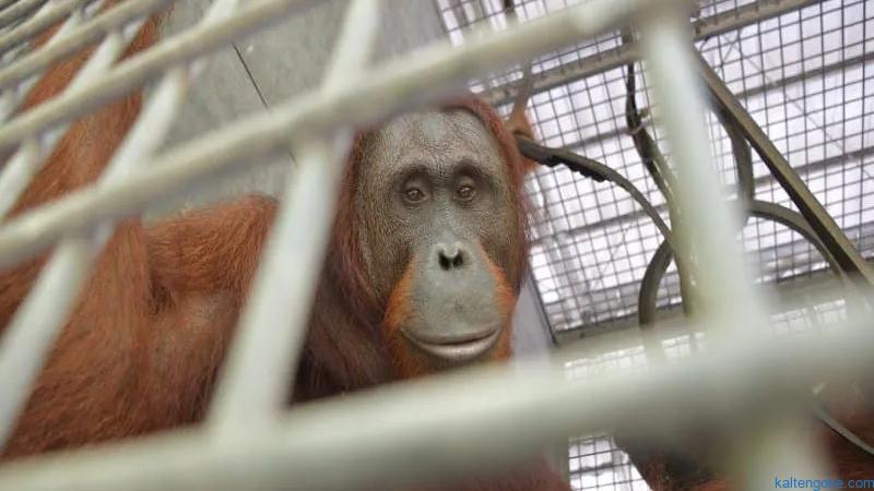 Orangutan Dilepasliarkan di TN Bukit Baka Bukit Raya