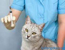 Waspada Gigitan Kucing Rabies Oktopriadly: Ada Ditemukan Kasus di Kelurahan Bukti Tunggal