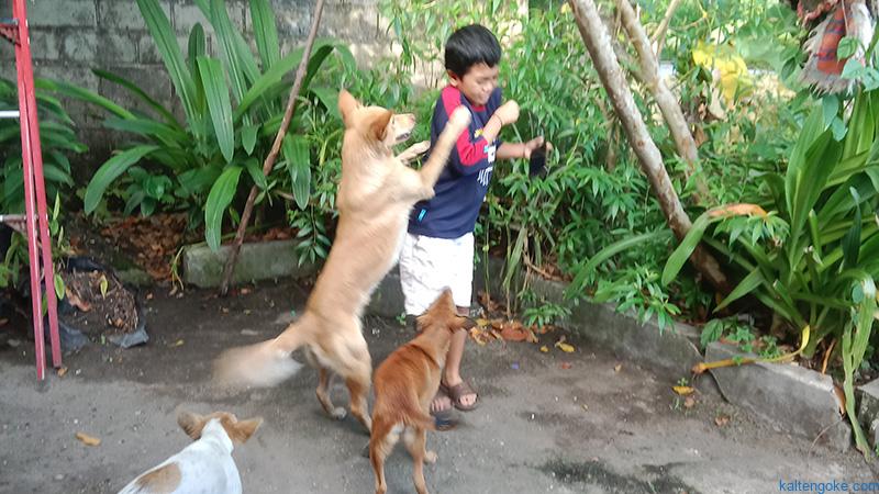 Waspada Hewan Terjangkit Rabies