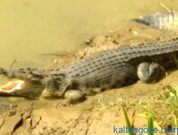 Buaya Teror Warga Pangkoh 5