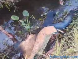 Mayat Pria Berjeans Biru Membusuk Dalam Parit