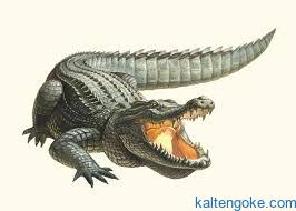 Pelangsir Kayu