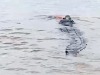 Bocah Diterkam Buaya di Sungai Arut