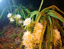 Lewat Program TJSL PLN Electrifying Agriculture, Petani Buah Naga Raup 192 Juta Perbulan
