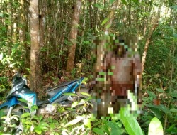 Geger! Pemuda di Bartim Gantung Diri di Kebun Karet