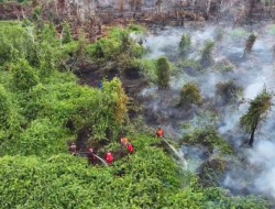 Selama Tiga Hari, Seluas 7 Hektare Lahan Terbakar