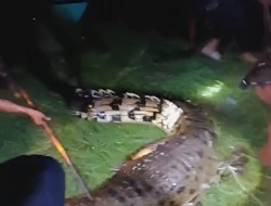 Buaya Ganas Mangsa Warga hingga Tewas