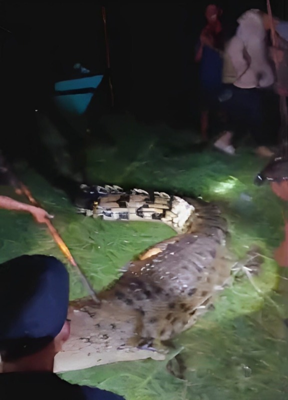 buaya ganas