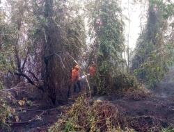Selama September Karhutla Melanda Wilayah Kapuas