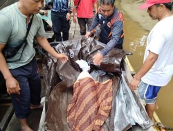 Balita Dua Tahun Mengapung Tanpa Nyawa di Sungai Barito