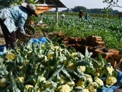 Resep Bunga Kol Panggang Camilan Rendah Kalori