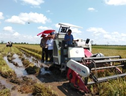 Produktivitas Padi di Kalteng 6,5 Ton per Hektare