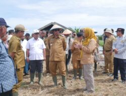 Serangan Hama Keong dan Banjir Hambat Panen Padi di Desa Sungai Pasir